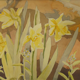 Edith Grace Coombs Daffodils