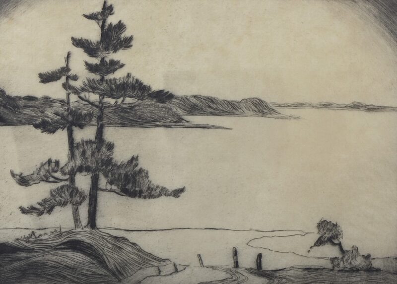 drypoint etching of jack pines at the edge of a lake