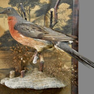 taxidermy passenger pigeon (2)