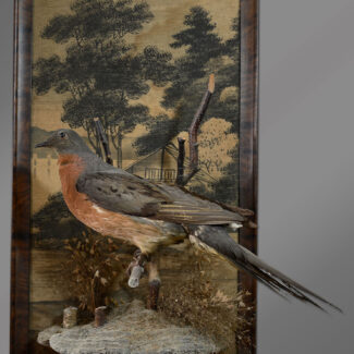 taxidermy passenger pigeon