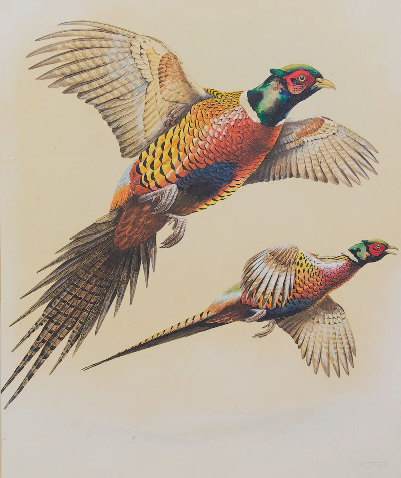 h terrence michael shortt watercolour