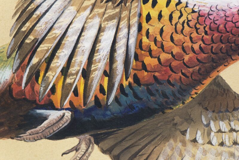 terence shortt watercolor pheasants 2