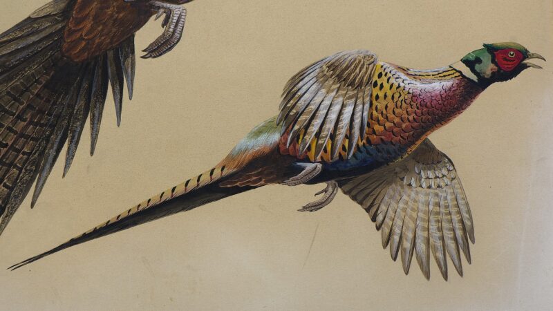 terence shortt watercolor pheasants 4