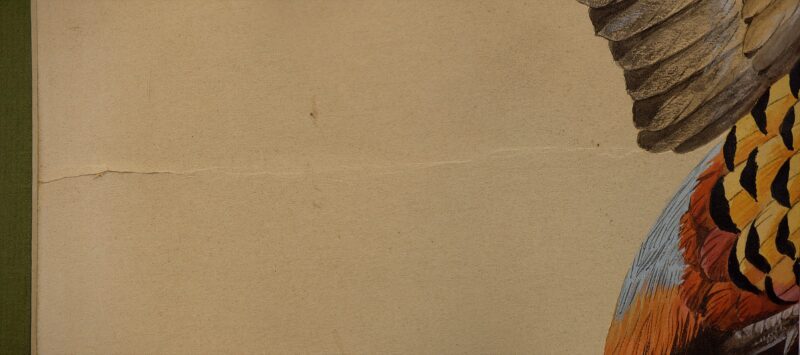 terence shortt watercolor pheasants 5