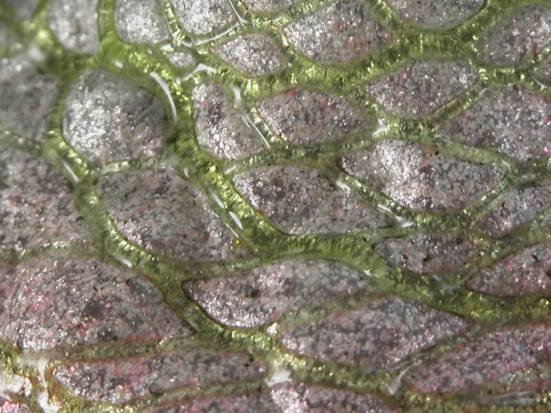 kralik silveria vase