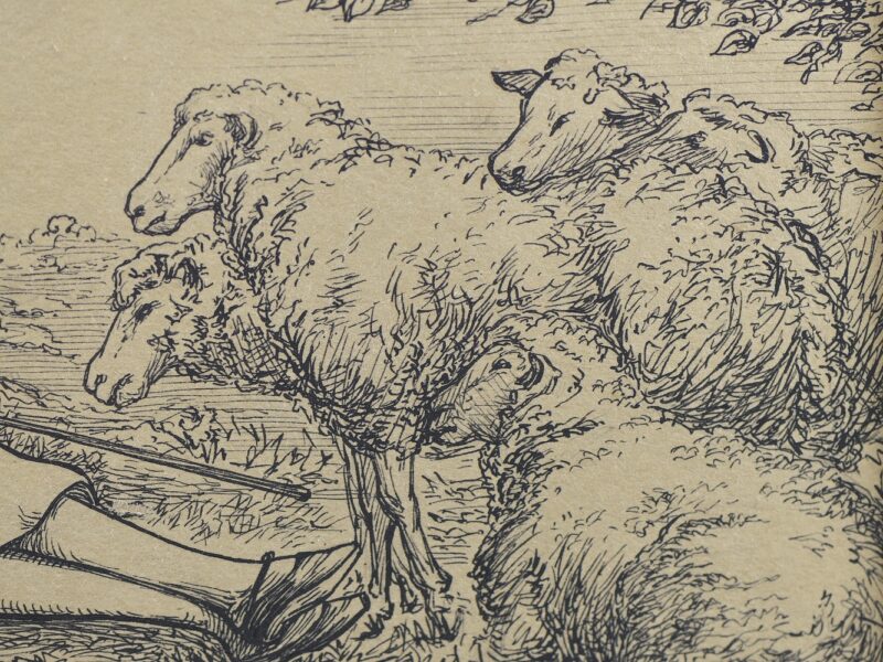 sidney starr little bo peep illustration (2)