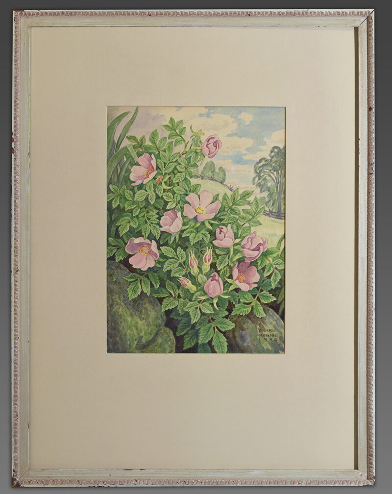 john barrie rennie wild rose watercolour (3)