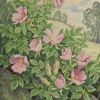 john barrie rennie wild rose watercolour