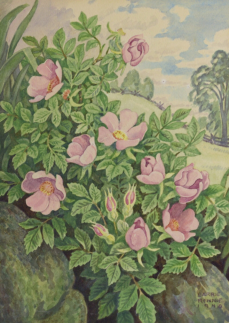 john barrie rennie wild rose watercolour