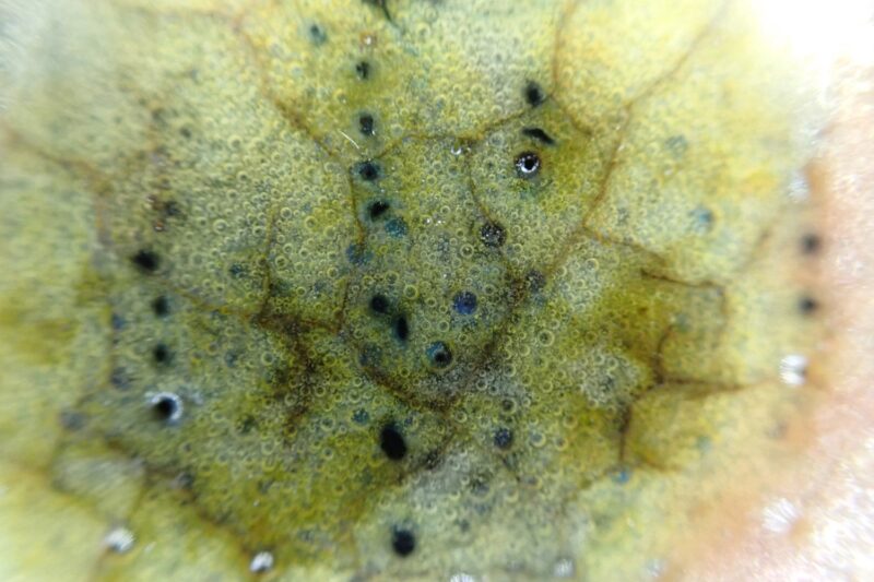 royal doulton charles noke chang bowl (2) royal doulton charles noke chang bowl (2)