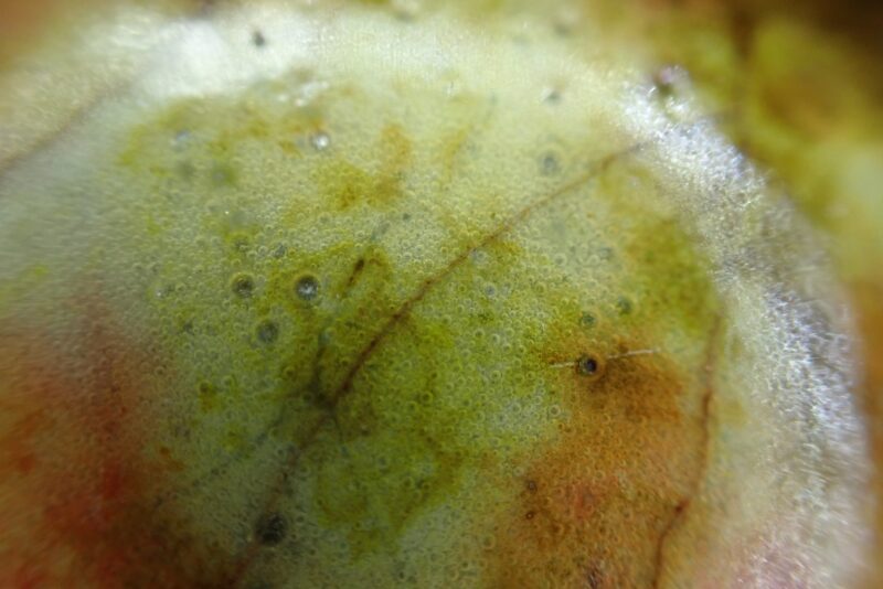 royal doulton charles noke chang bowl (4) royal doulton charles noke chang bowl (4)