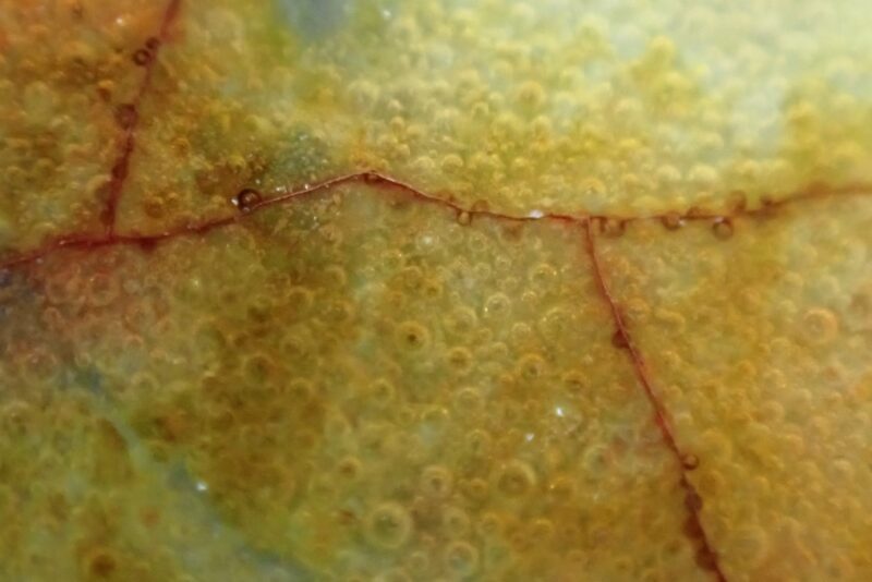 royal doulton charles noke chang bowl (6) royal doulton charles noke chang bowl (6)